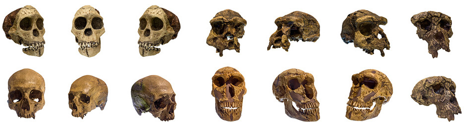 Gehirn Evolution
